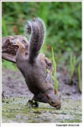 Grey Squirrel 3